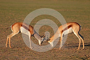 Fighting Springbok antelopes