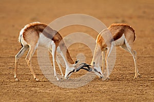 Fighting springbok - Kalahari desert