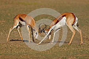 Fighting Springbuck