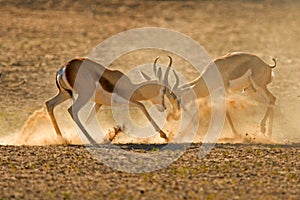 Fighting Springbuck