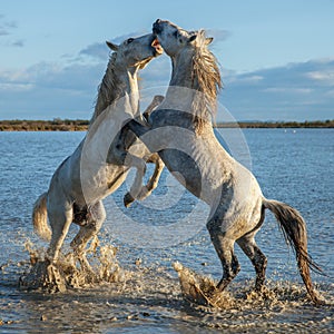 Fighting stallions