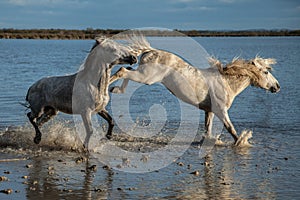 Fighting stallions