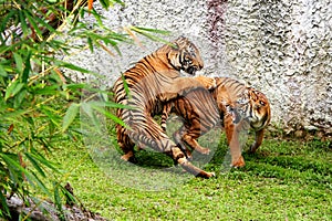 Fighting tigers