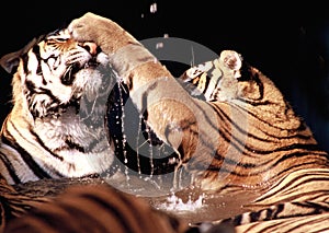 Fighting tigers