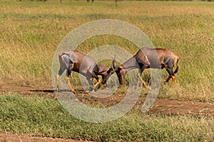 Fighting topi antelopes