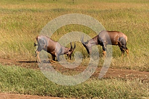 Fighting topi antelopes