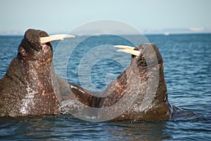 Fighting walrus