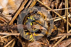 Fighting wasps and bees to death. Wasp catching a bee. Wasp killing a bee