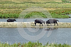 Fighting Water buffalos Bubalus arnee in Schleswig-Holstein, Germany, Europe