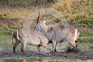 Fighting waterbuck