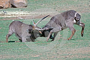 Fighting Waterbuck.