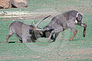 Fighting Waterbuck. photo