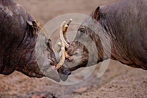 Fighting Wild Boars photo