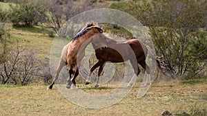 Fighting wild horse stallions in the Salt River desert area near Scottsdale Arizona USA