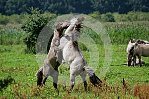 Fighting wild konik stallions