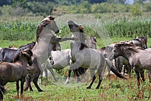 Fighting wild stallions