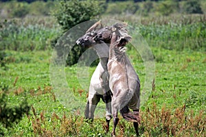 Fighting wild stallions