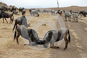 Fighting wildebeests, Ngorongoro Crater, Tanzania