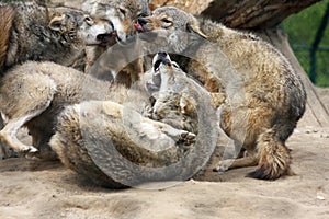 Fighting wolves