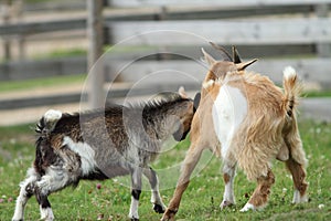 Lucha joven cabras 