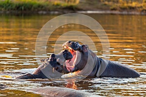 Fighting young male hippopotamus Hippopotamus