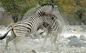 Fighting zebras