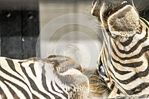 Fighting Zebras