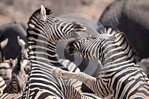 Fighting zebras in the Etosha National Park