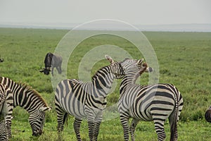 Fighting zebras