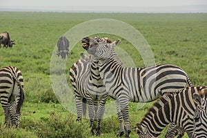 Fighting zebras