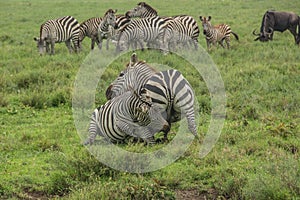 Fighting zebras