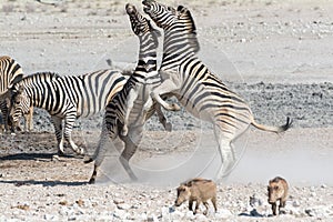 Fighting Zebras