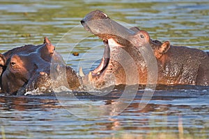 Fights young Hippopotamus, Hippopotamus amphibius,Okavango, Botswana