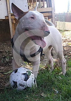 Figo is a ball hog and is over possessive photo