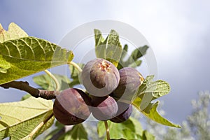 Figs