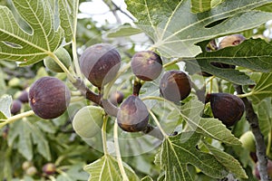 Figs