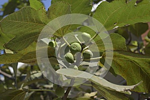 Figs or Anjeer Tree , Closeup shot of green fruits on a fig tree