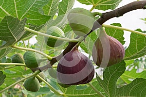 Figs on the branch