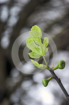 Figs branch