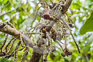 Figs on the branch of a fig tree