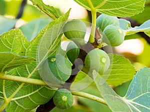 Figs on the branch of a fig tree