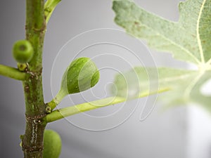 Figs on the branch of a fig tree photo