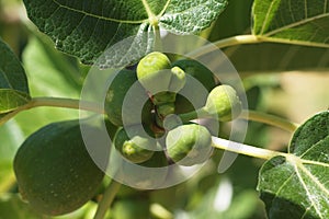 Figs on the branch in ripening