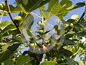 Figs on a branch. Several fruit fruits, ready to be harvested and consumed. Garden plants. Ripe fig in a garden or farm