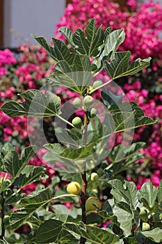 Figs branch sways in the wind