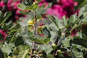 Figs branch sways in the wind