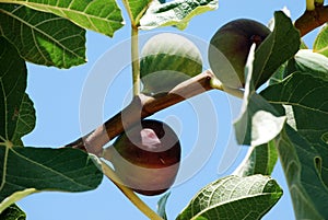 Figs on the branch of the tree