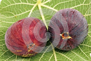 Figs contain plenty of pulp, calcium, phosphorus and magnesium