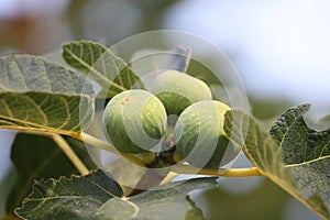 Figs - ficus carica