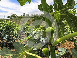 Figs in the field.